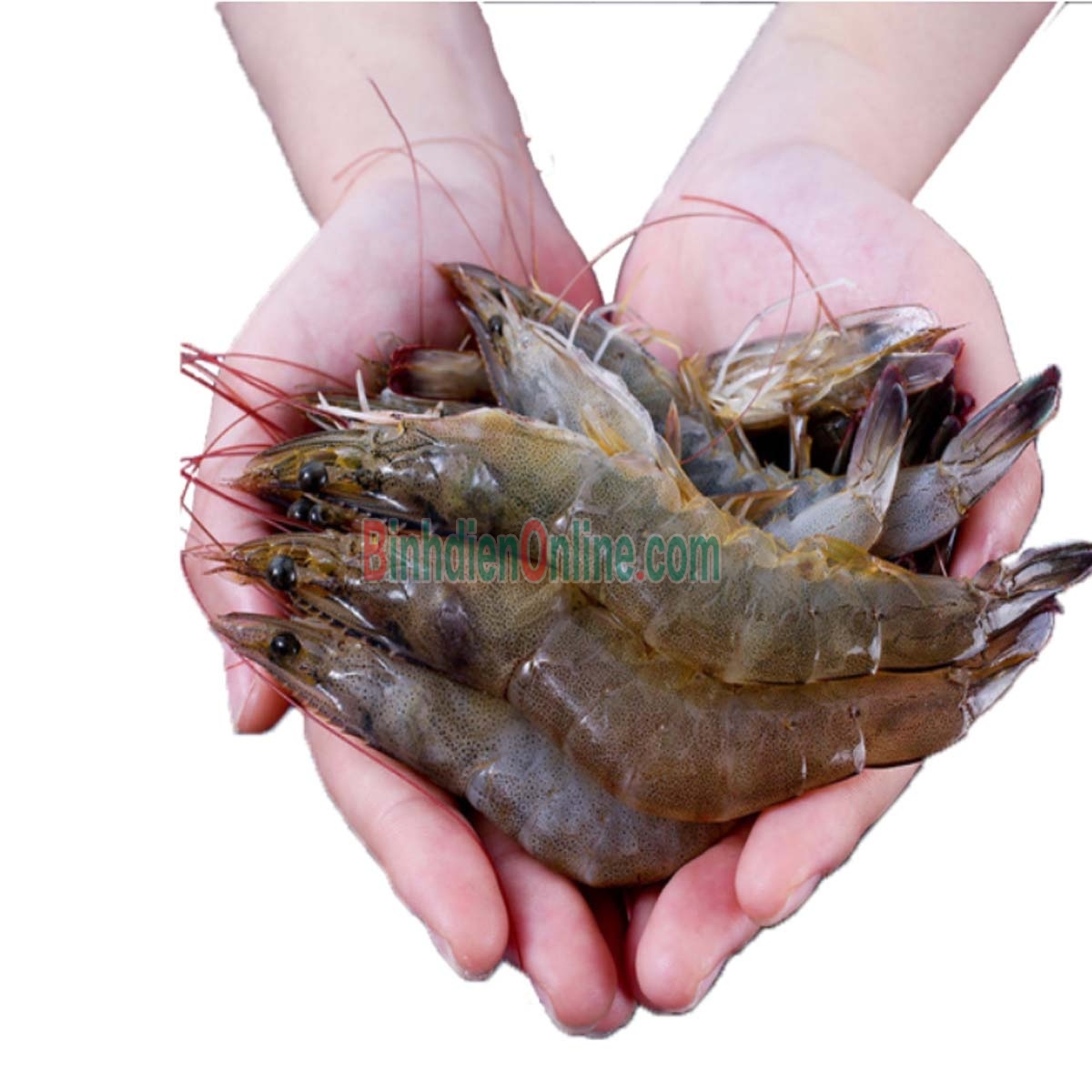 Tôm thẻ sống, nuôi thiên nhiên giá tốt 25-30 con/kg Xuất xứ Bến Tre