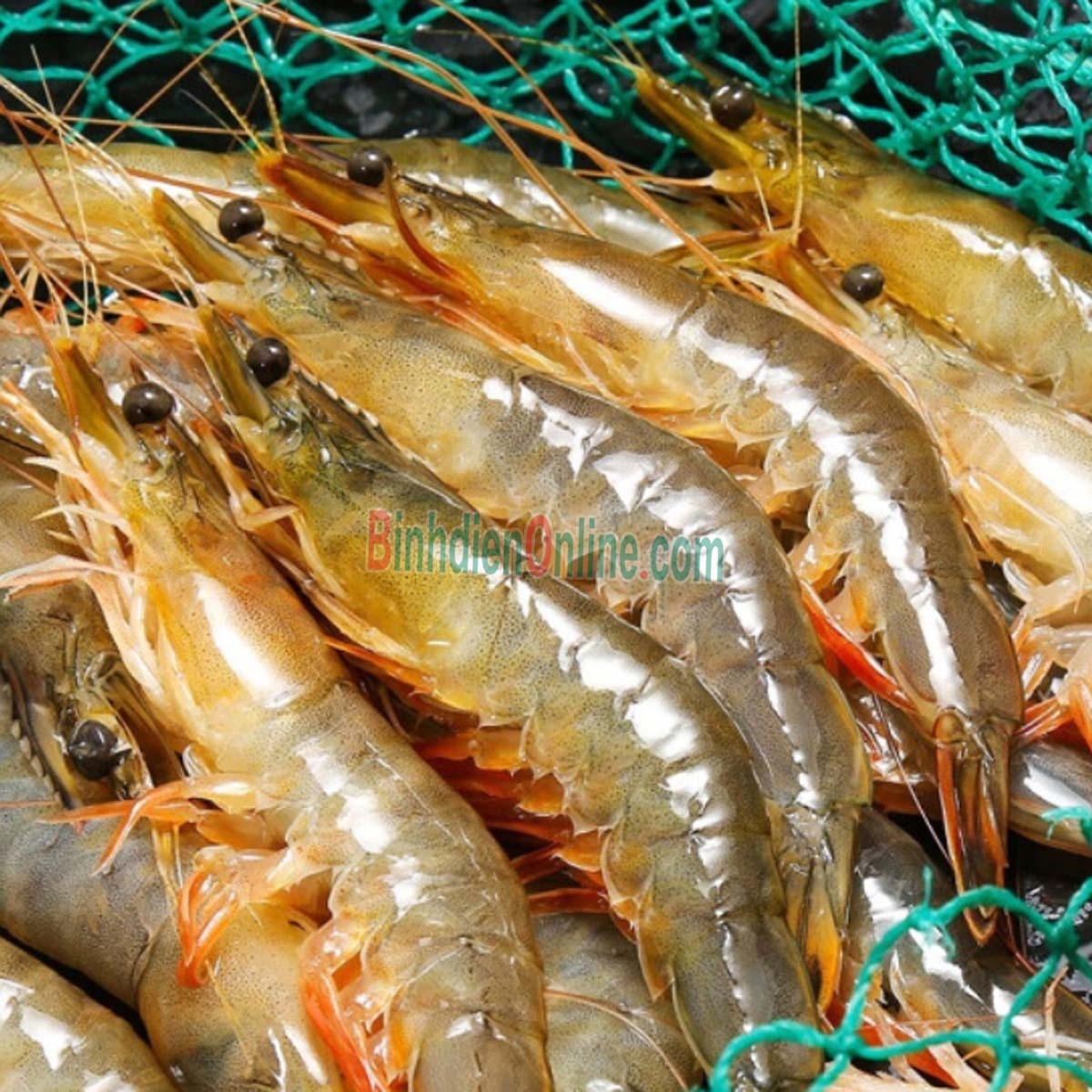 Tôm thẻ nguyên con tươi sống loại 1 50-60 con/kg Xuất xứ Bến Tre
