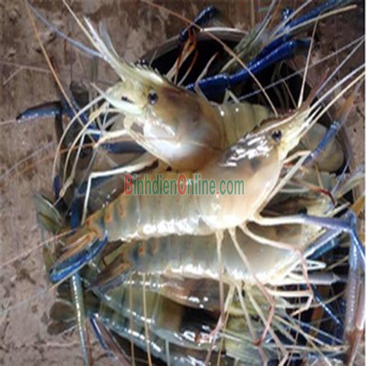 Tôm càng xanh  sống ngon và an toàn 8-10 con/kg Xuất xứ Tiền Giang