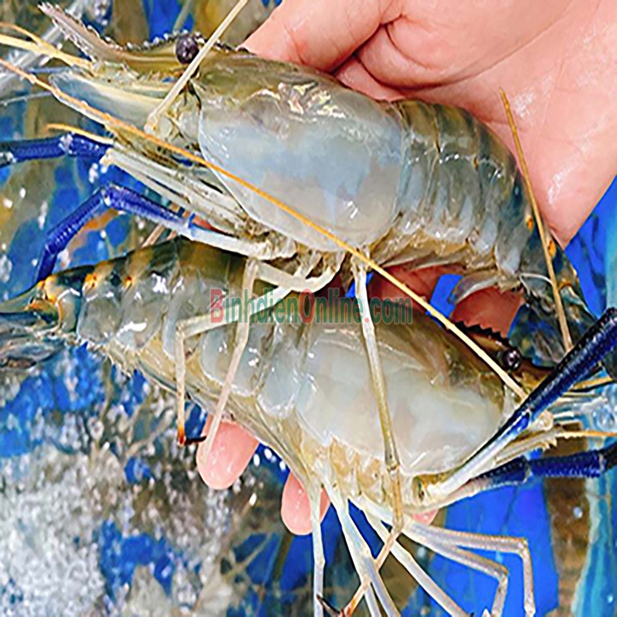 Tôm càng xanh  sống loại 1, nuôi an toàn 6-8 con/kg Xuất xứ Tiền Giang