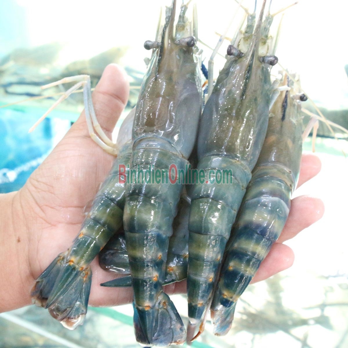 Tôm càng xanh  thiên nhiên sống, giá tốt 8-10 con/kg Xuất xứ An Giang