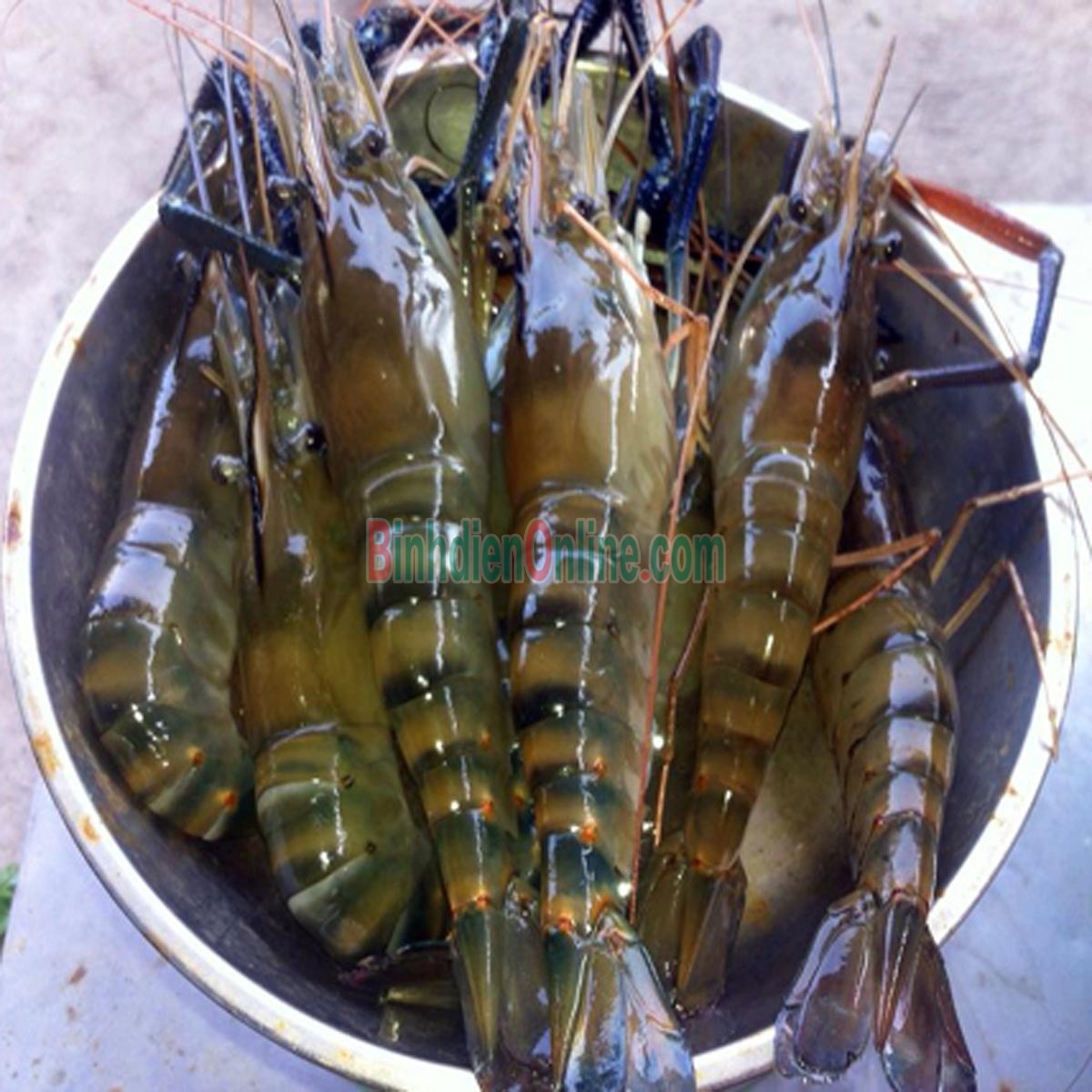 Tôm càng xanh sống , nuôi an toàn vừa đánh bắt 10-15 con/kg Xuất xứ Trà Vinh