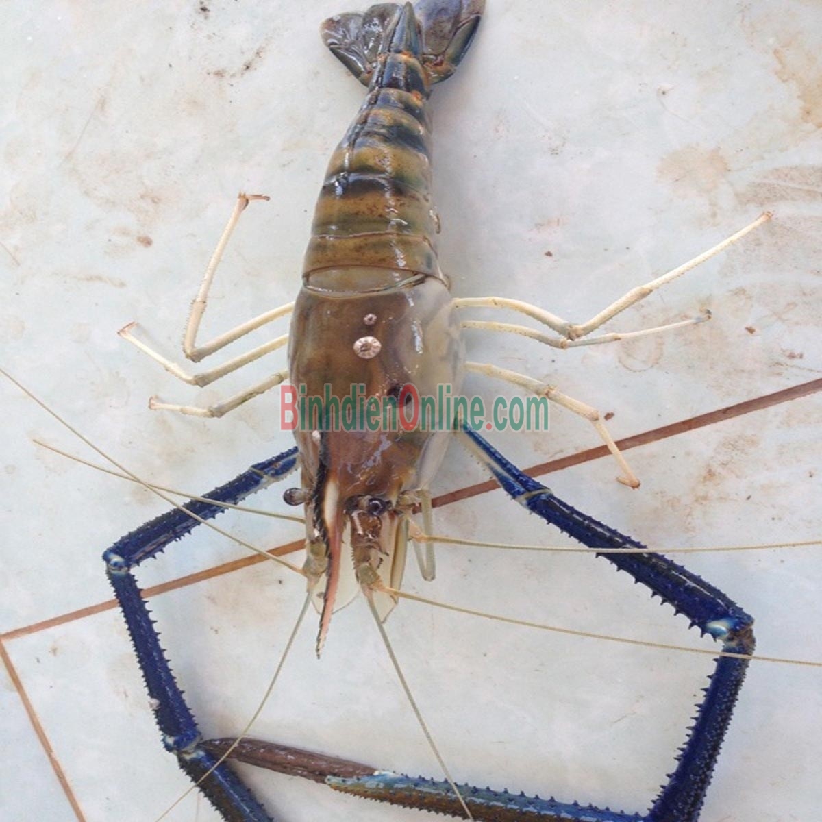 Tôm càng xanh sống  đảm bảo ngon 10-15 con/kg Xuất xứ Long An