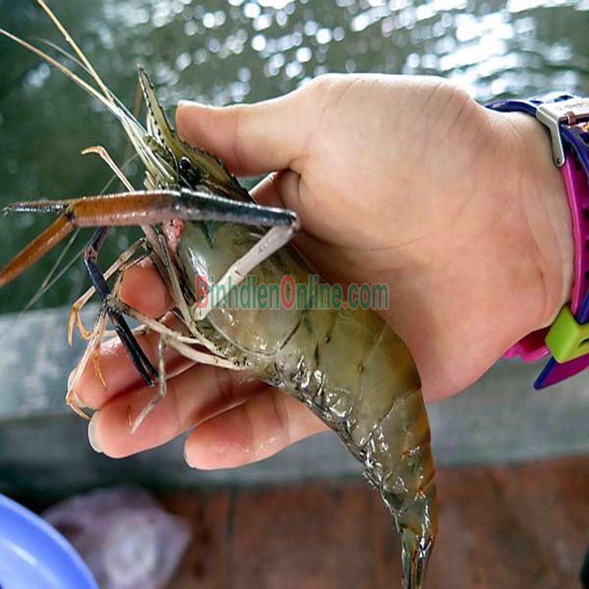 Tôm càng xanh  thiên nhiên tươi sống 8-10 con/kg Xuất xứ Bạc Liêu