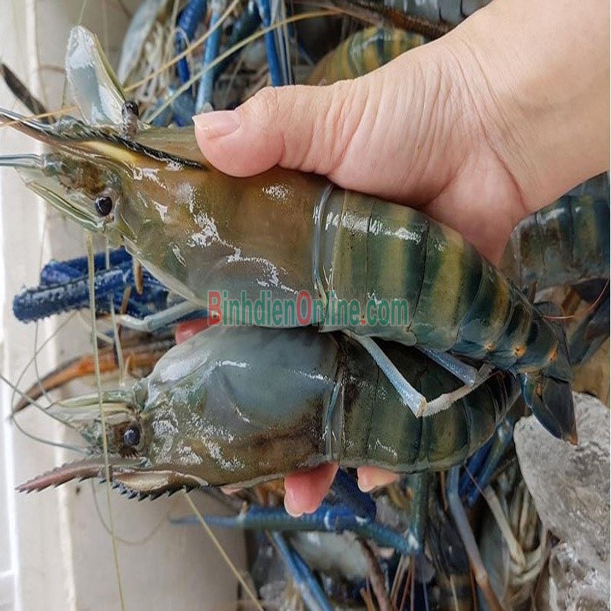 Tôm càng xanh  thiên nhiên sống 6-8 con/kg Xuất xứ Bến Tre