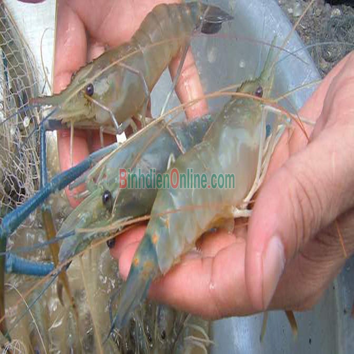 Tôm càng xanh  thiên nhiên tươi sống 6-8 con/kg Xuất xứ Bến Tre