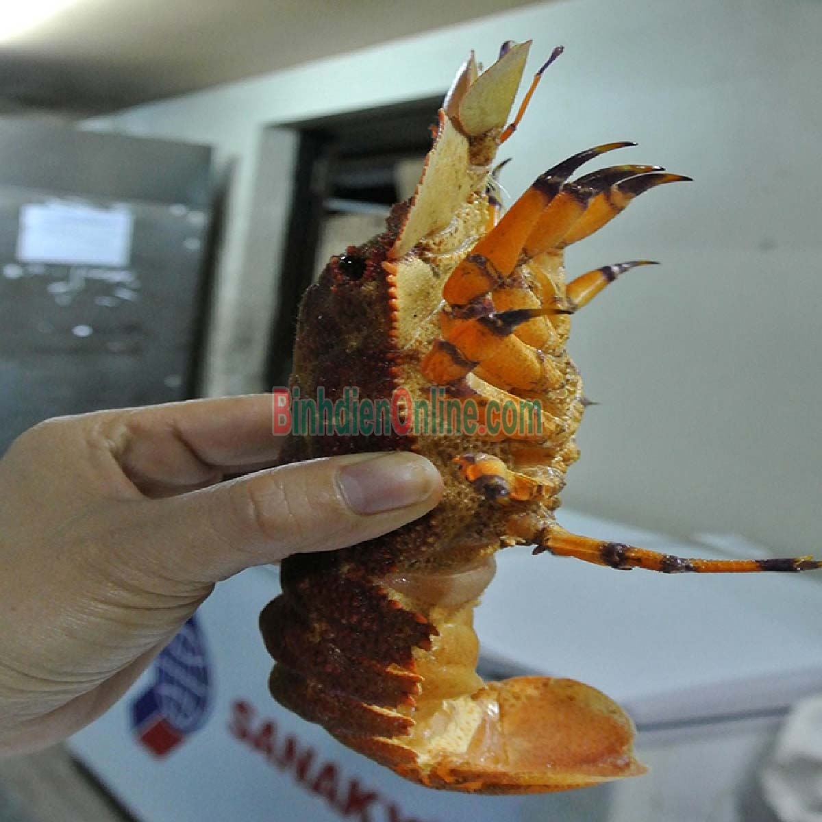 Tôm mũ ni đỏ  đông lạnh 6-7 con/kg Xuất xứ Kiên Giang