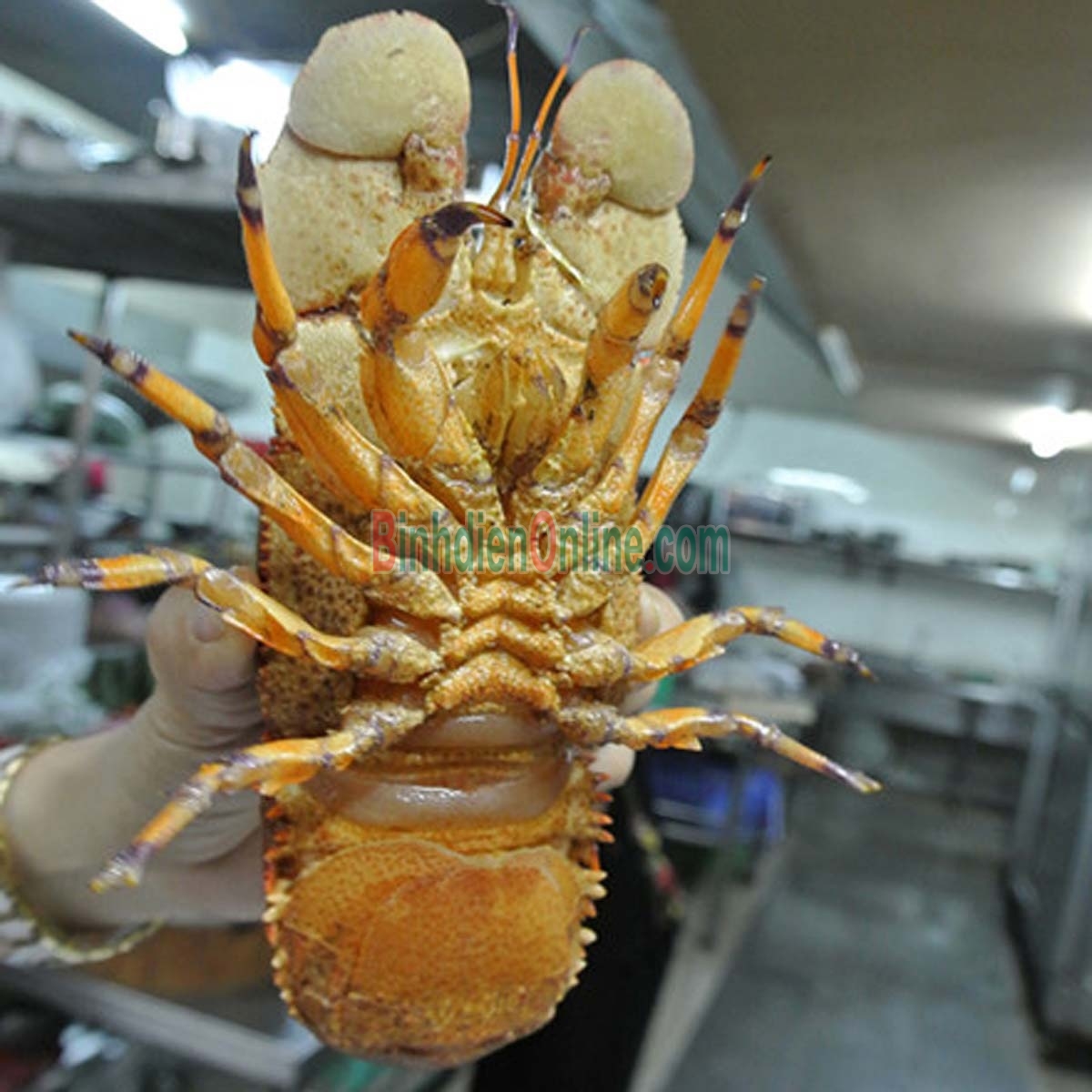 Tôm mũ ni đỏ  tươi sống 2-3 con/kg Xuất xứ Vũng Tàu