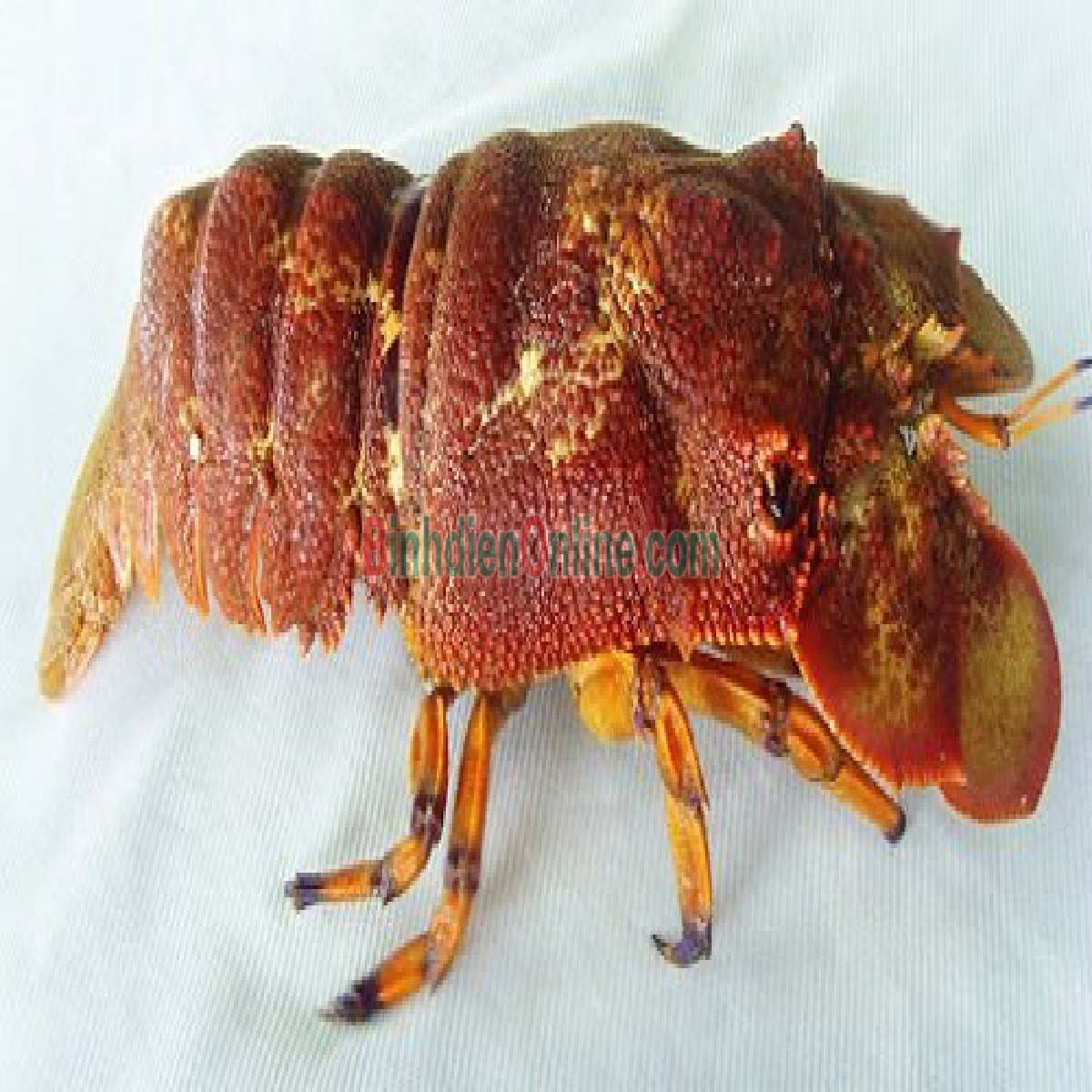 Tôm mũ ni đỏ  tươi sống 2-3 con/kg Xuất xứ Bình Thuận