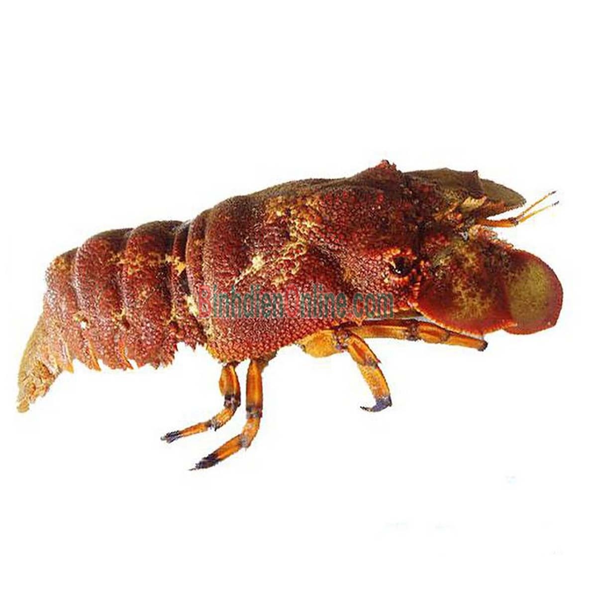 Tôm mũ ni đỏ  tươi sống 6-7 con/kg Xuất xứ Bình Thuận