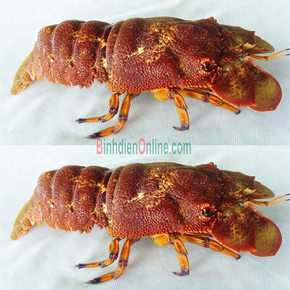 Tôm mũ ni đỏ  sống 4-6 con/kg Xuất xứ Bình Thuận