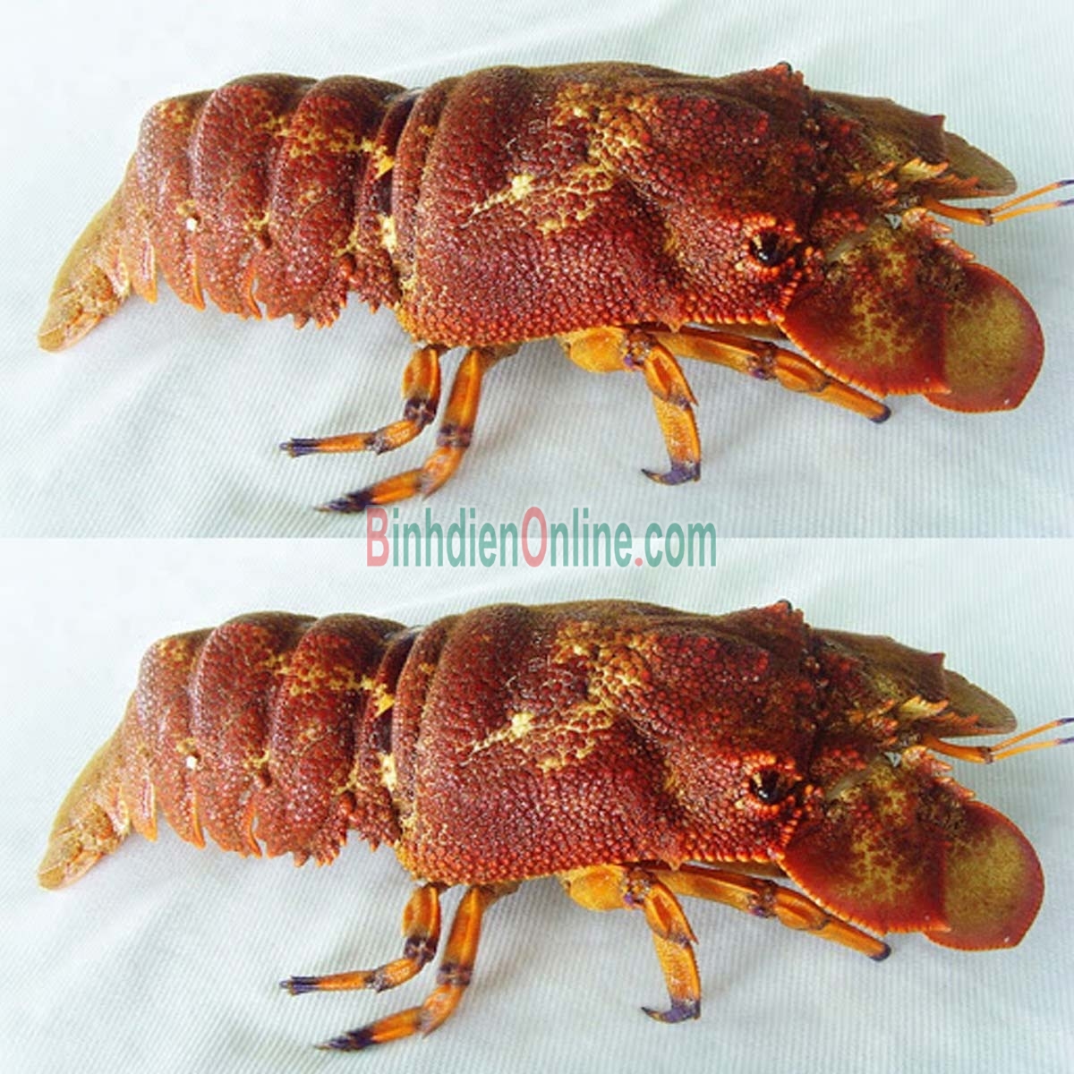 Tôm mũ ni đỏ  sống 6-7 con/kg Xuất xứ Ninh Thuận