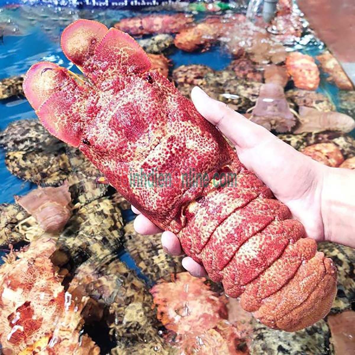 Tôm mũ ni đỏ  sống 3-4 con/kg Xuất xứ Khánh Hòa