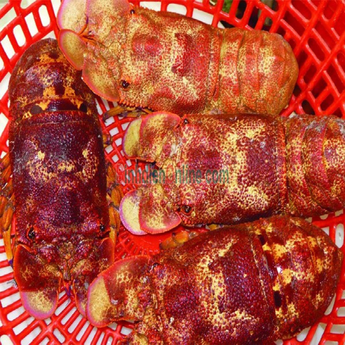 Tôm mũ ni đỏ  sống loại 1 6-7 con/kg Xuất xứ Vũng Tàu
