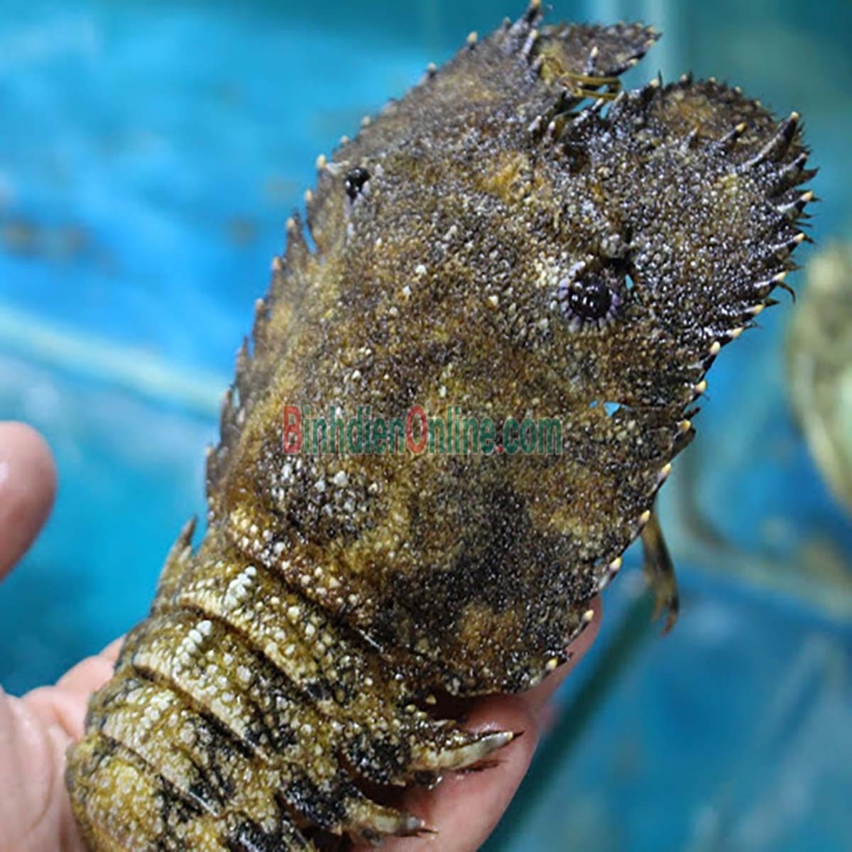 Tôm mũ ni đen  tươi sống 2-3 con/kg Xuất xứ Khánh Hòa