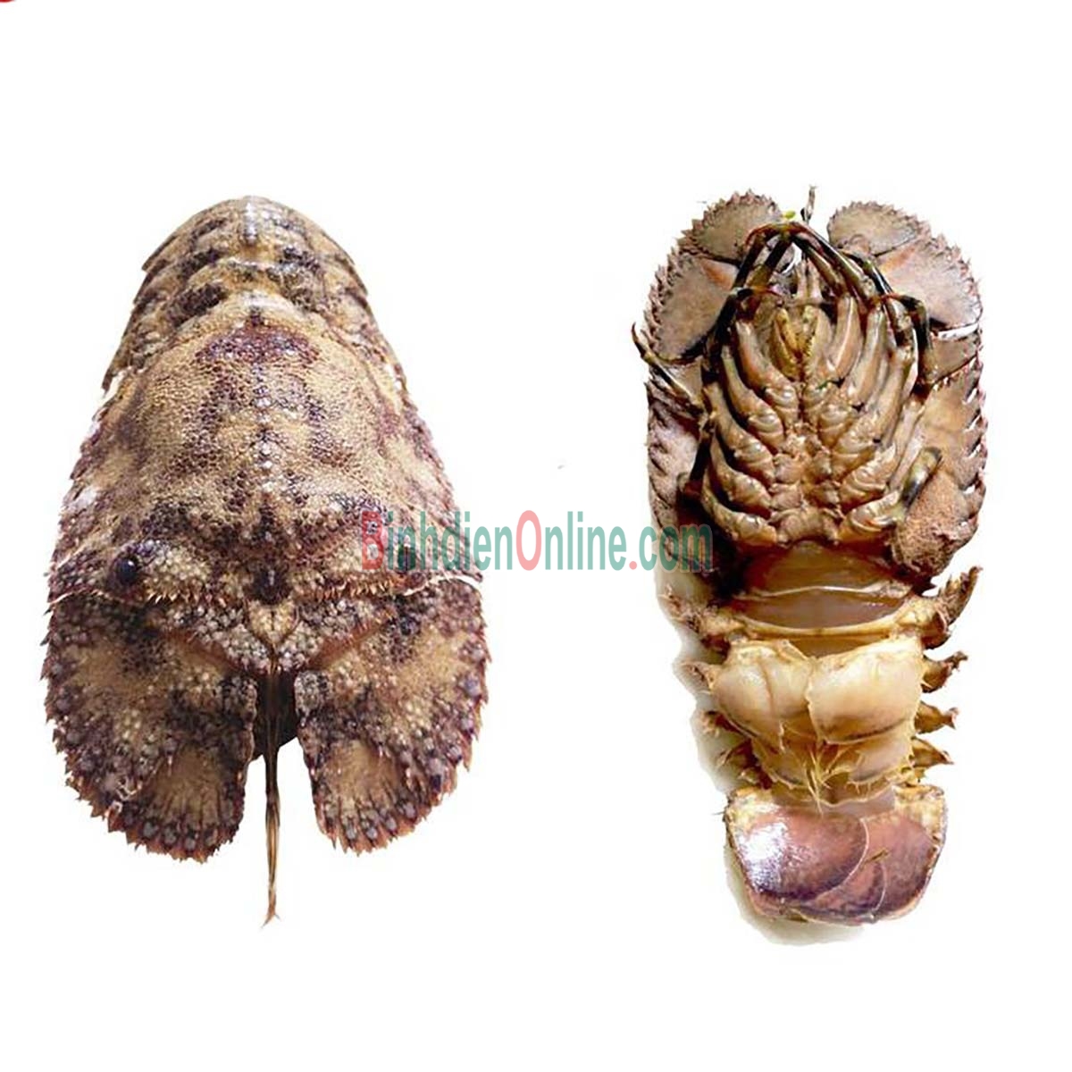 Tôm mũ ni đen  đông lạnh 6-7 con/kg Xuất xứ Vũng Tàu