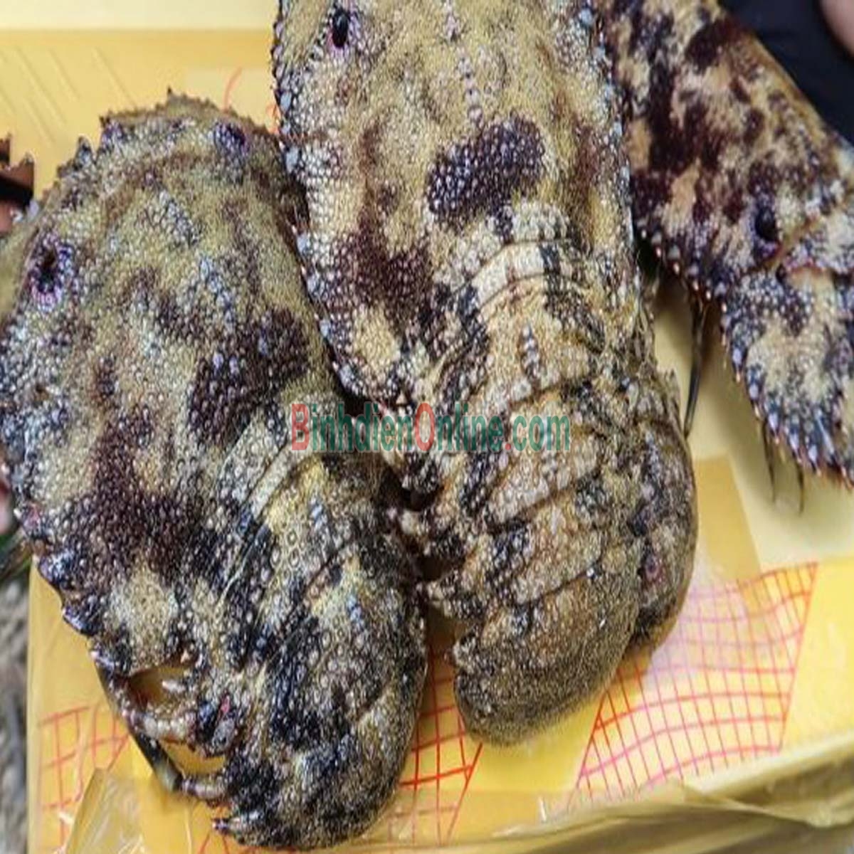 Tôm mũ ni đen  sống 3-4 con/kg Xuất xứ Khánh Hòa