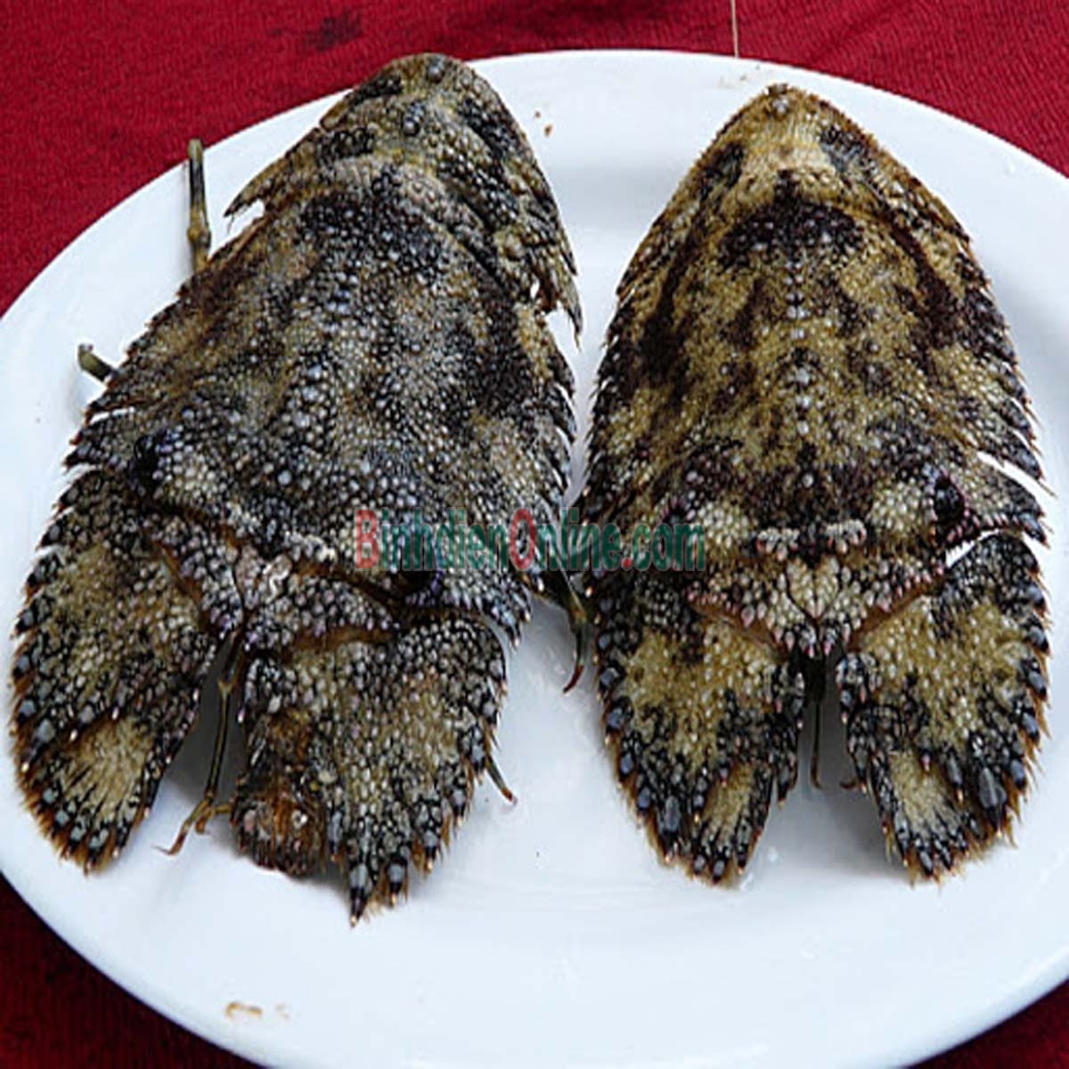Tôm mũ ni đen  tươi sống 3-4 con/kg Xuất xứ Bình Thuận