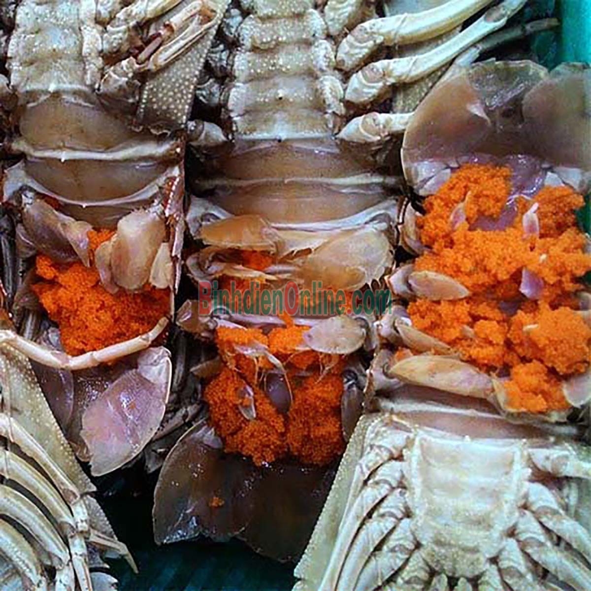 Tôm mũ ni đen  tươi sống 3-4 con/kg Xuất xứ Kiên Giang