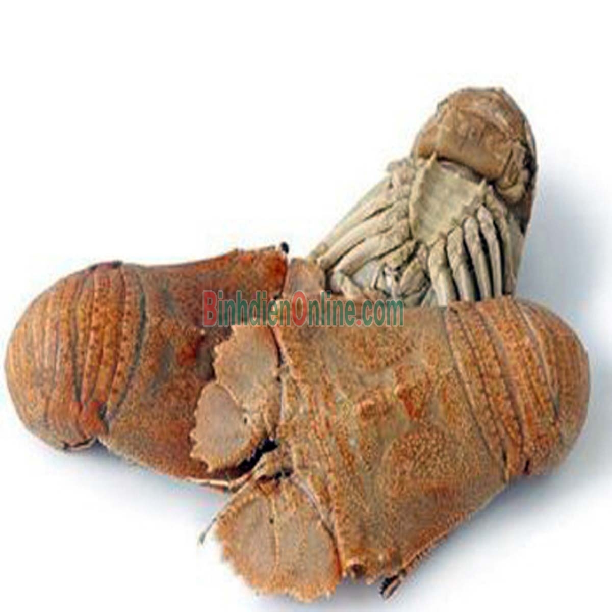 Tôm mũ ni trắng  đông lạnh 4-6 con/kg Xuất xứ Ninh Thuận