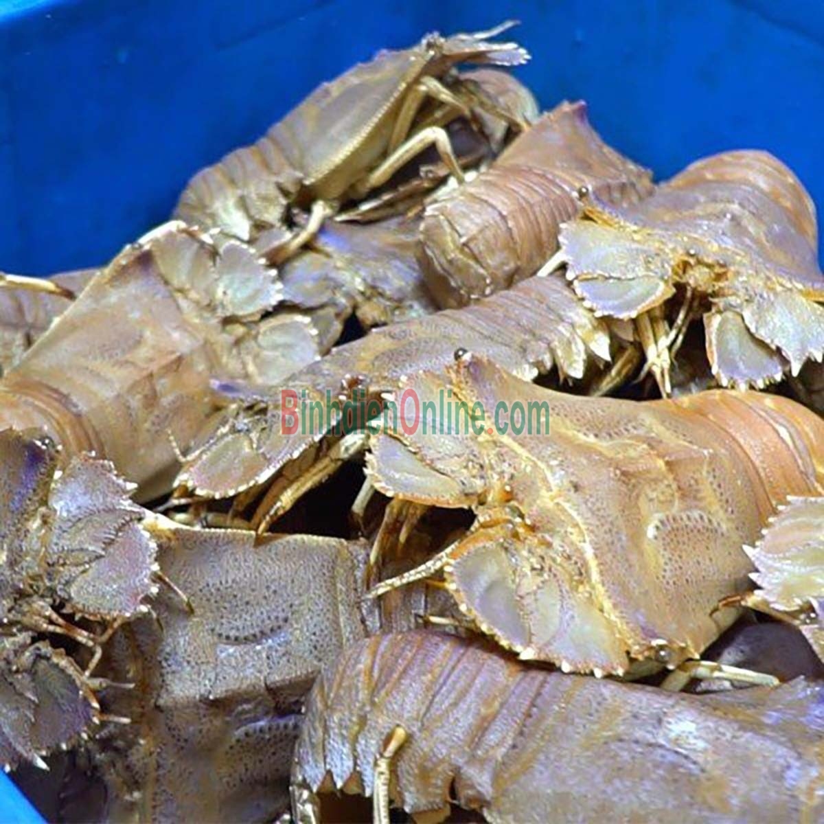 Tôm mũ ni trắng  sống 4-6 con/kg Xuất xứ Vũng Tàu
