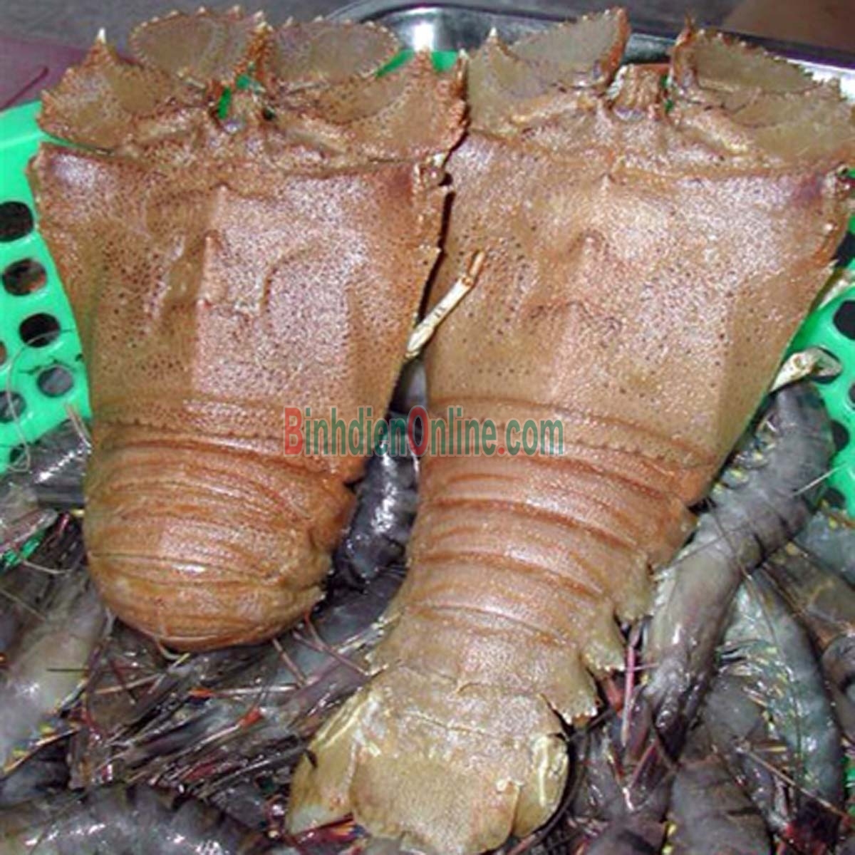 Tôm mũ ni trắng  sống 6-7 con/kg Xuất xứ Bình Thuận
