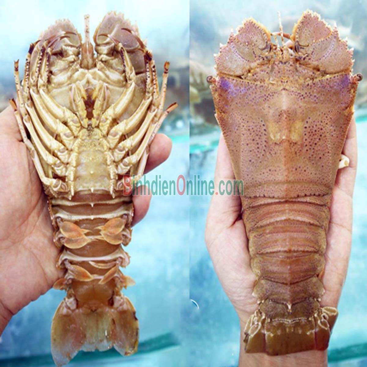 Tôm mũ ni trắng  sống loại lớn 2-3 con/kg Xuất xứ Bình Thuận