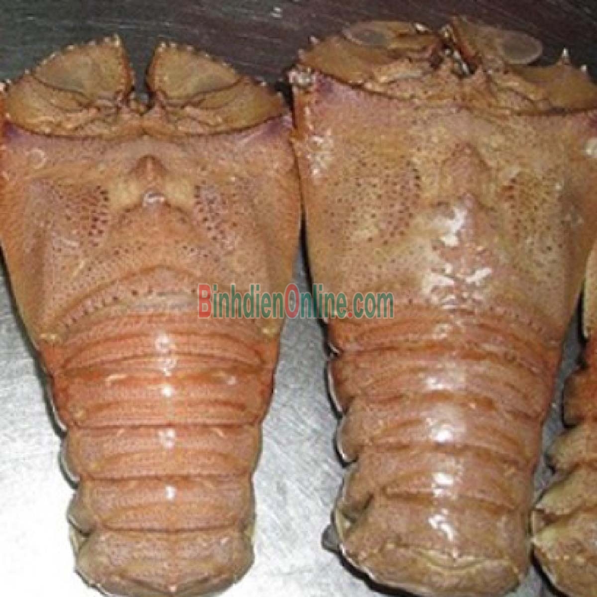 Tôm mũ ni trắng  sống 3-4 con/kg Xuất xứ Khánh Hòa