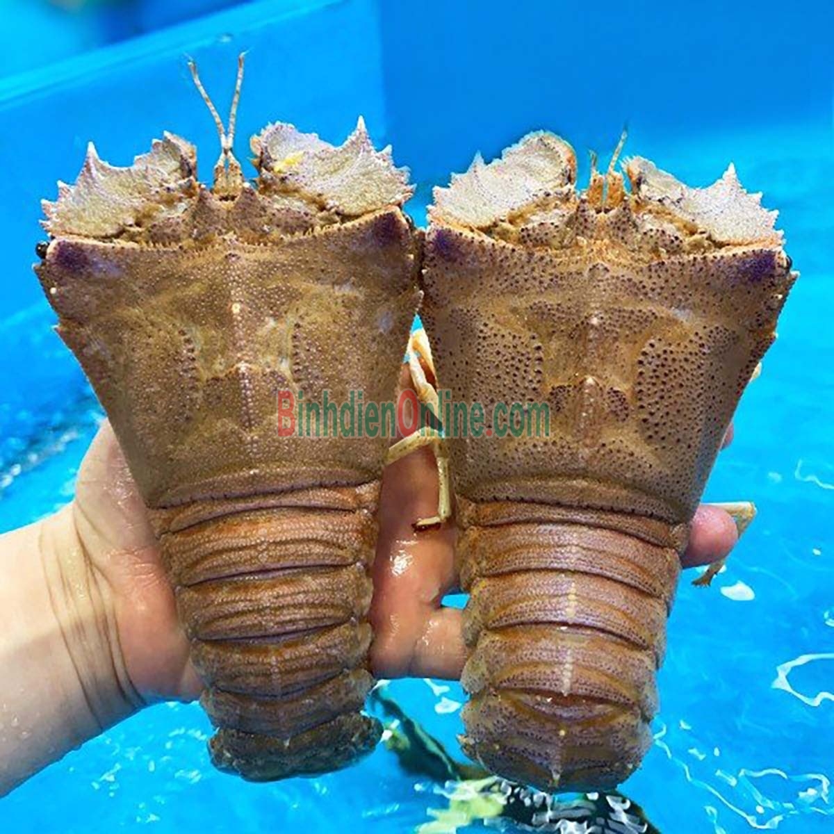 Tôm mũ ni trắng  sống 3-4 con/kg Xuất xứ Vũng Tàu