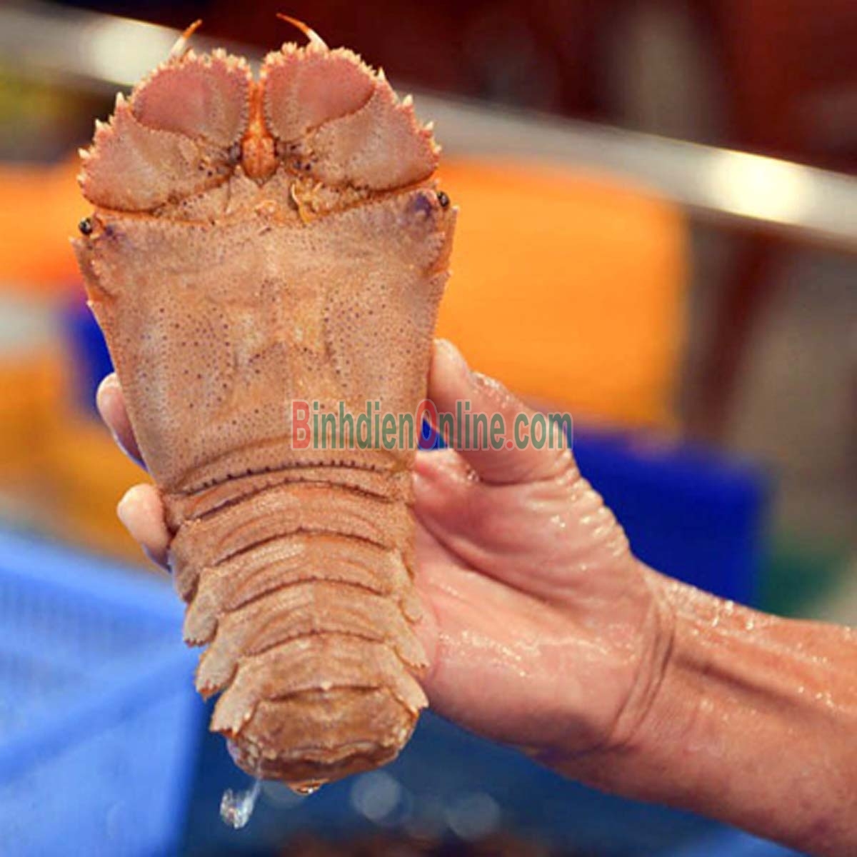 Tôm mũ ni trắng  tươi sống 6-7 con/kg Xuất xứ Bình Thuận