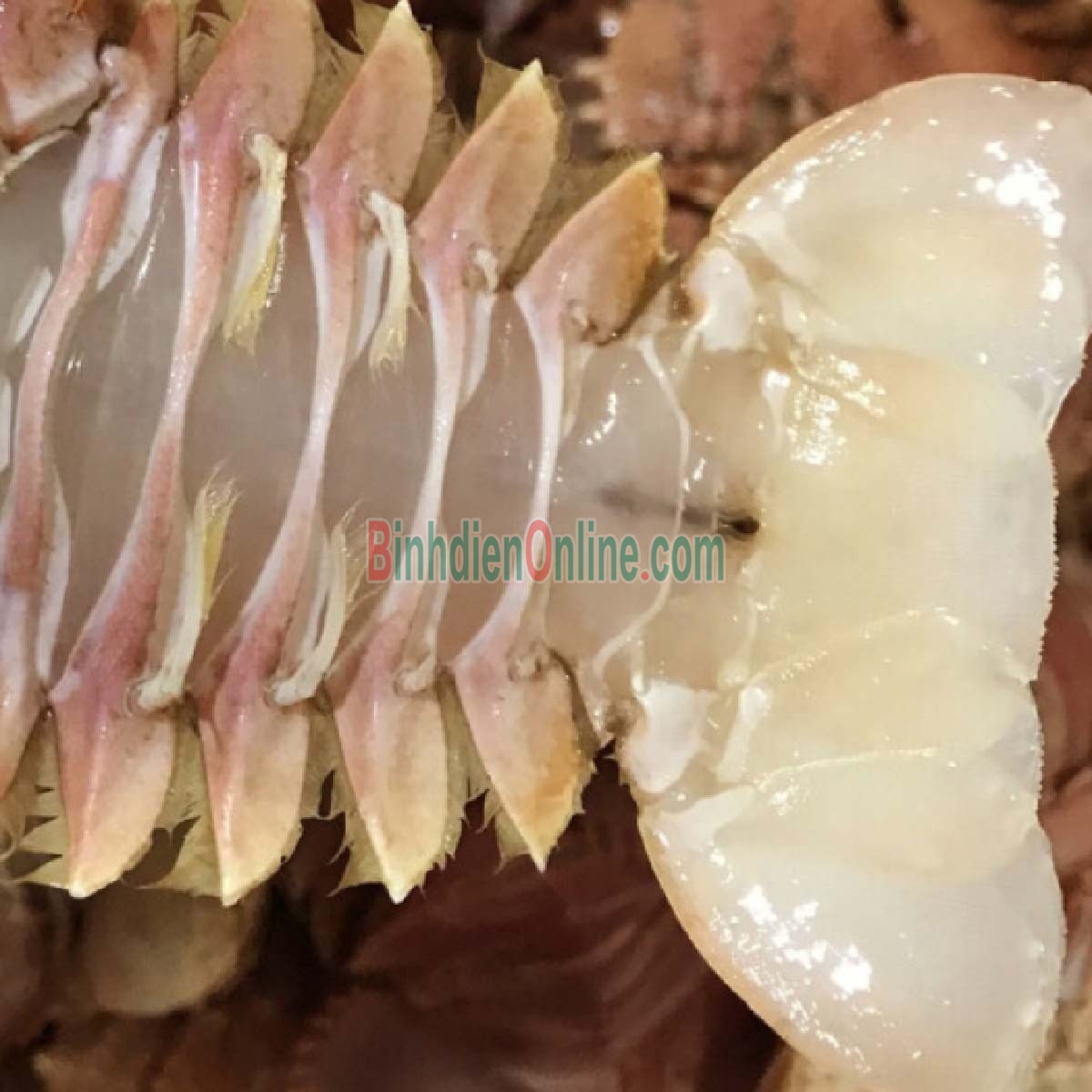 Tôm mũ ni trắng  tươi sống 4-6 con/kg Xuất xứ Kiên Giang