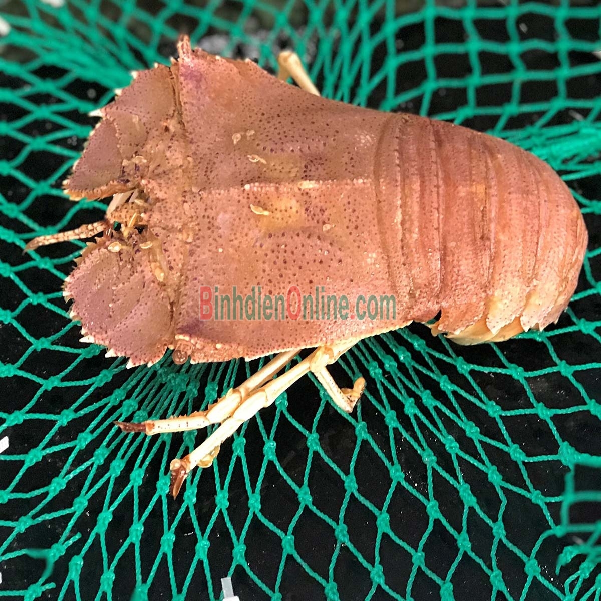 Tôm mũ ni trắng  tươi sống 6-7 con/kg Xuất xứ Ninh Thuận