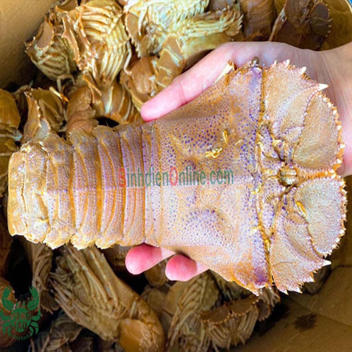 Tôm mũ ni trắng  tươi sống 6-7 con/kg Xuất xứ Kiên Giang