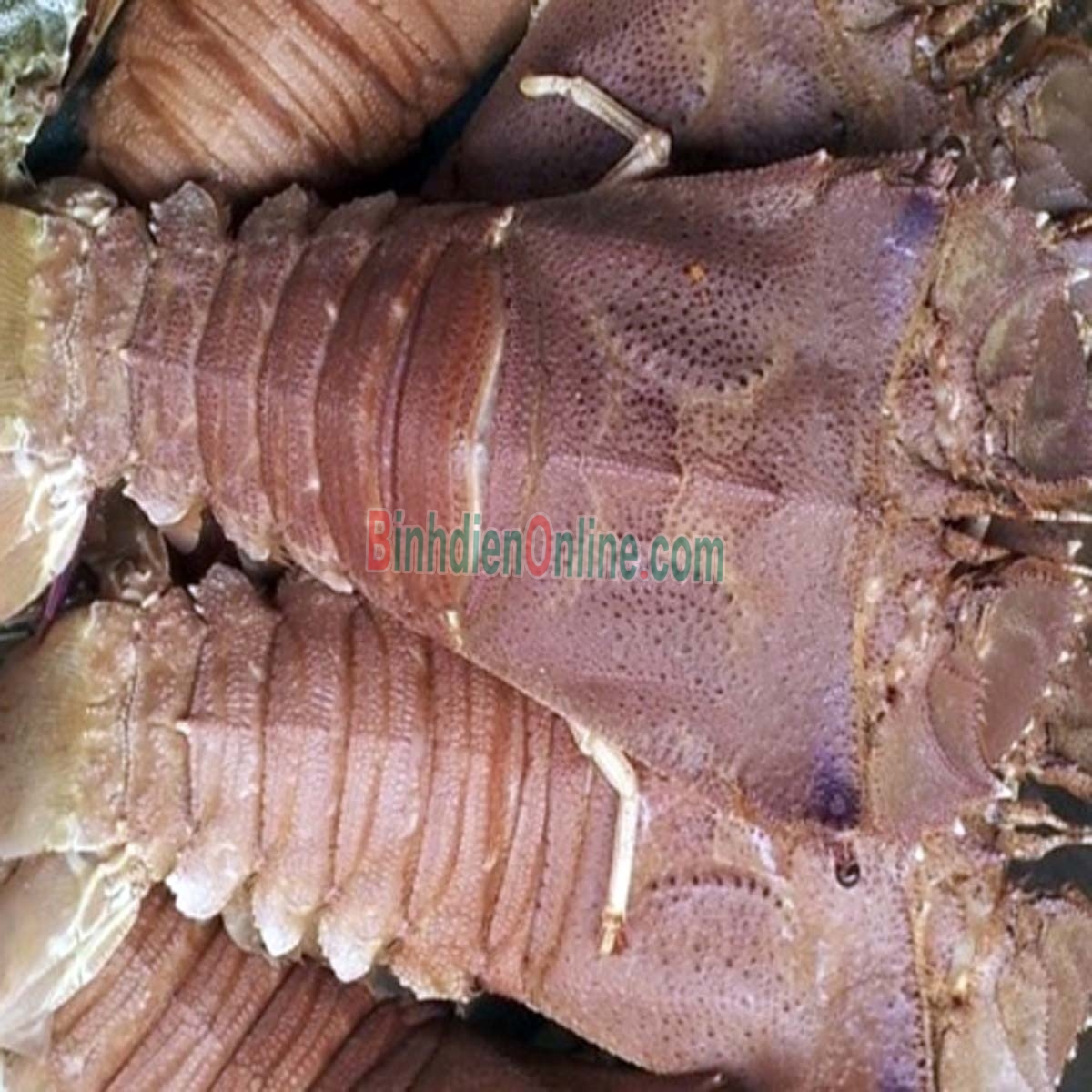 Tôm mũ ni trắng  sống siêu to 2-3 con/kg Xuất xứ Khánh Hòa
