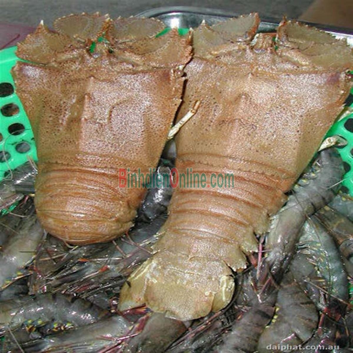 Tôm mũ ni trắng  sống 6-7 con/kg Xuất xứ Khánh Hòa