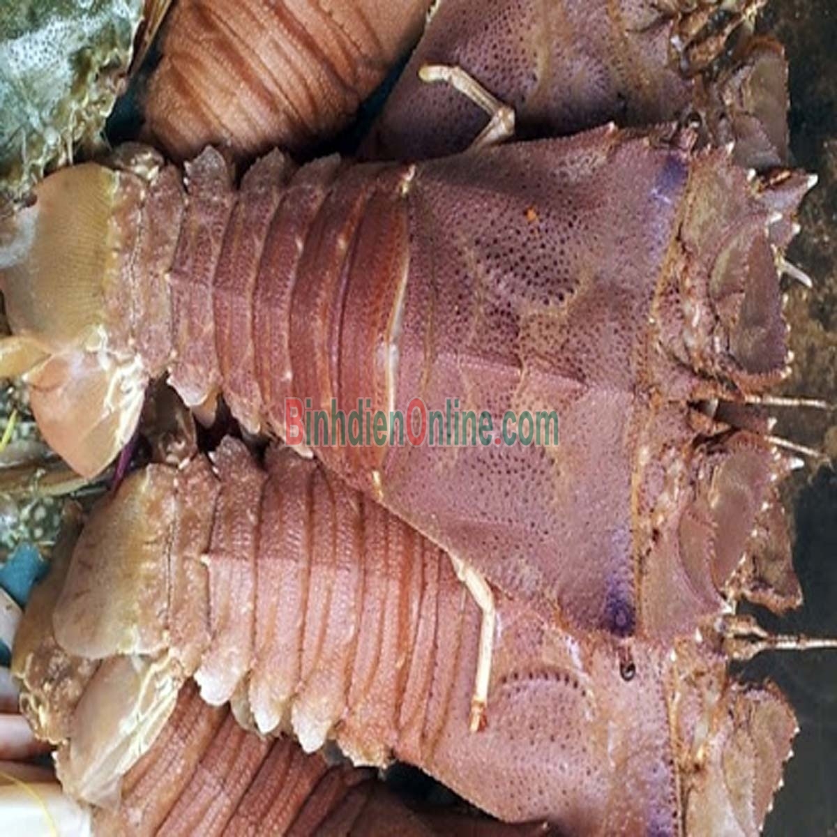 Tôm mũ ni trắng  sống siêu to 2-3 con/kg Xuất xứ Ninh Thuận