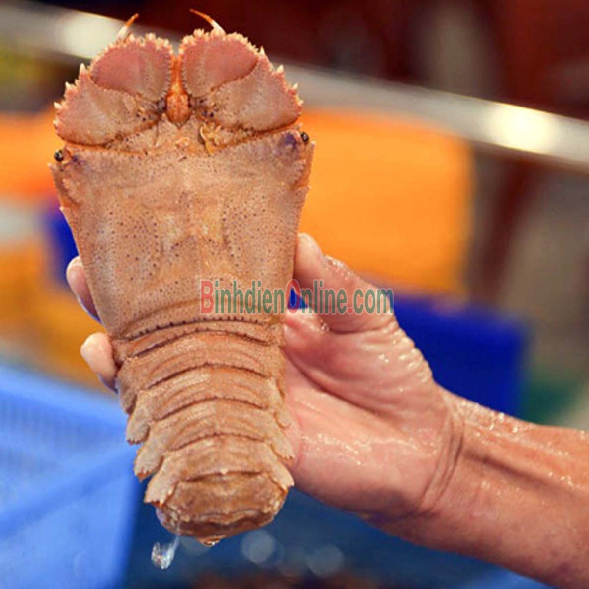 Tôm mũ ni trắng  tươi sống 3-4 con/kg Xuất xứ Ninh Thuận