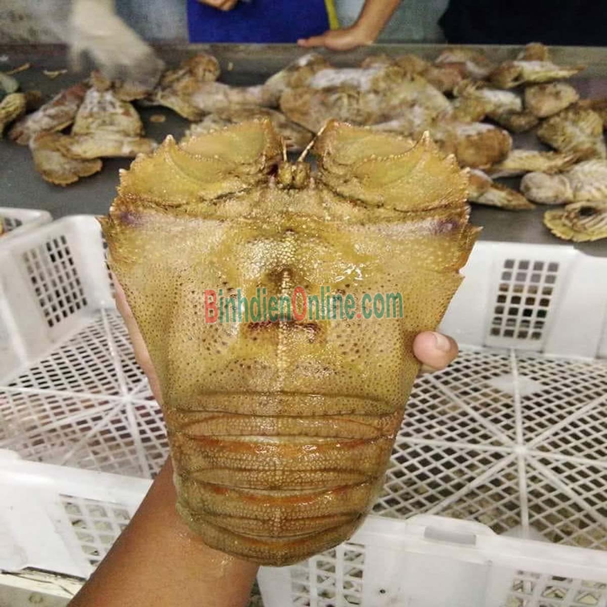 Tôm mũ ni trắng  tươi sống 3-4 con/kg Xuất xứ Vũng Tàu