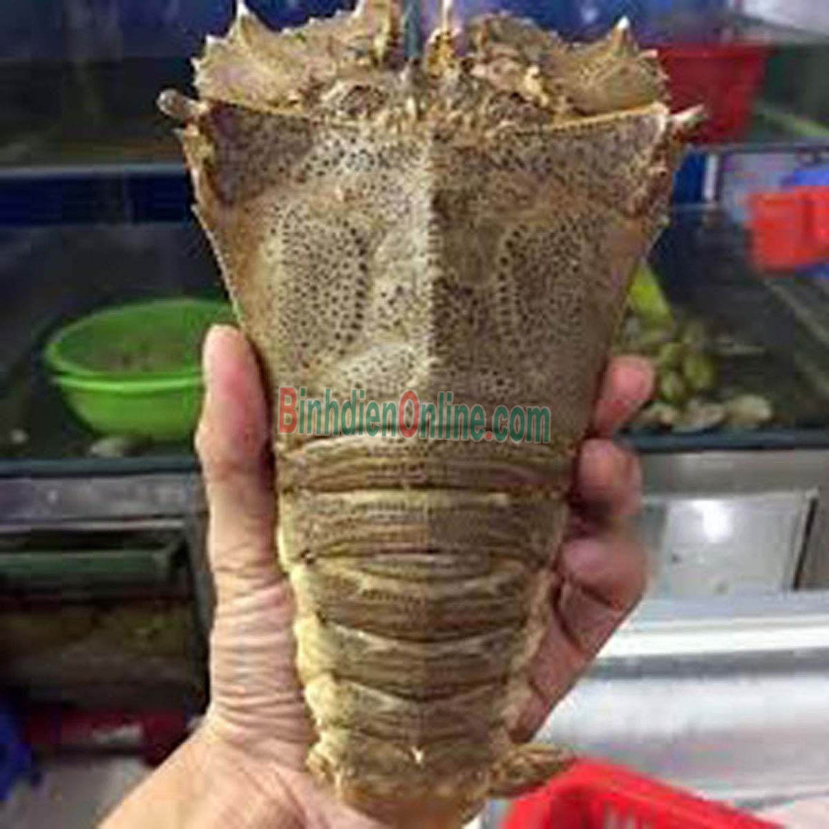 Tôm mũ ni trắng  tươi sống 4-6 con/kg Xuất xứ Khánh Hòa