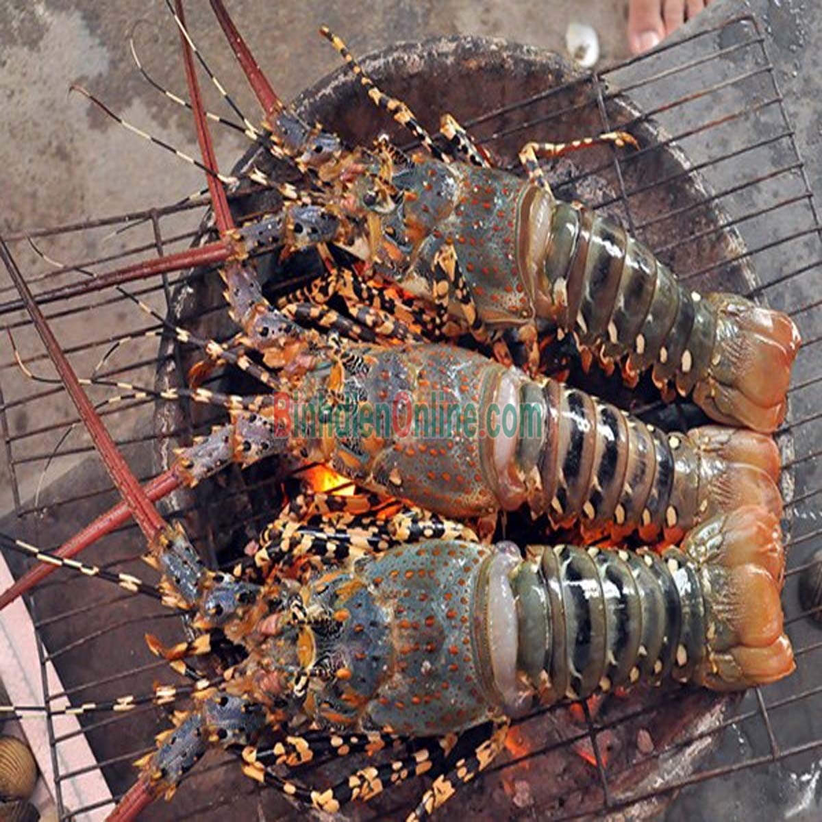 Tôm hùm bông  đông lạnh 300-500 gr/con Xuất xứ Phú Yên