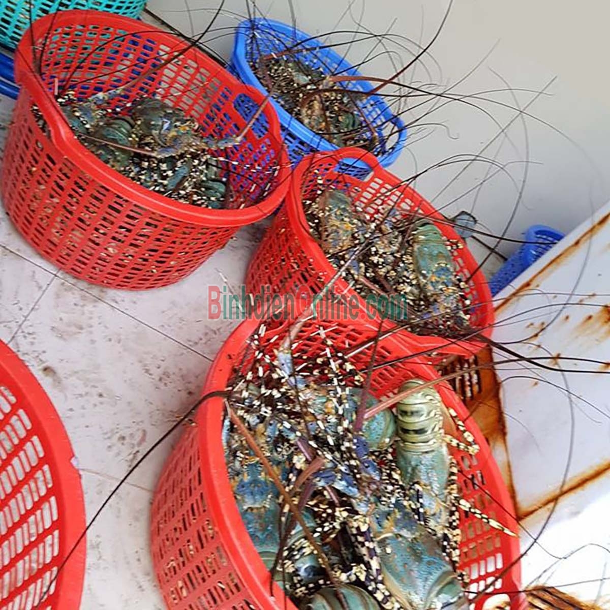 Tôm hùm bông  sống loại 1 300-500 gr/con Xuất xứ Ninh Thuận