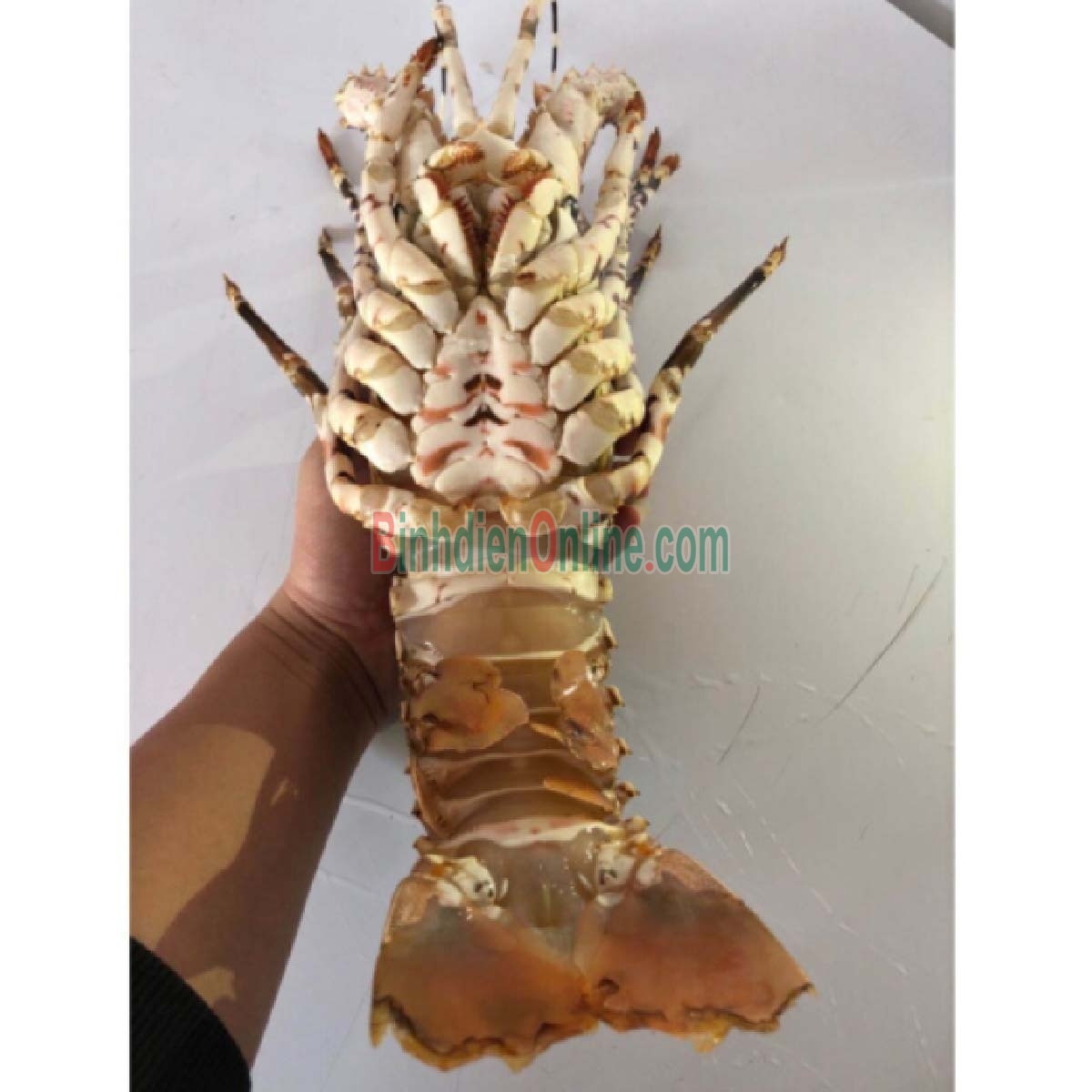 Tôm hùm bông  sống loại 1 1,4-1,6 kg/con Xuất xứ Phú Yên