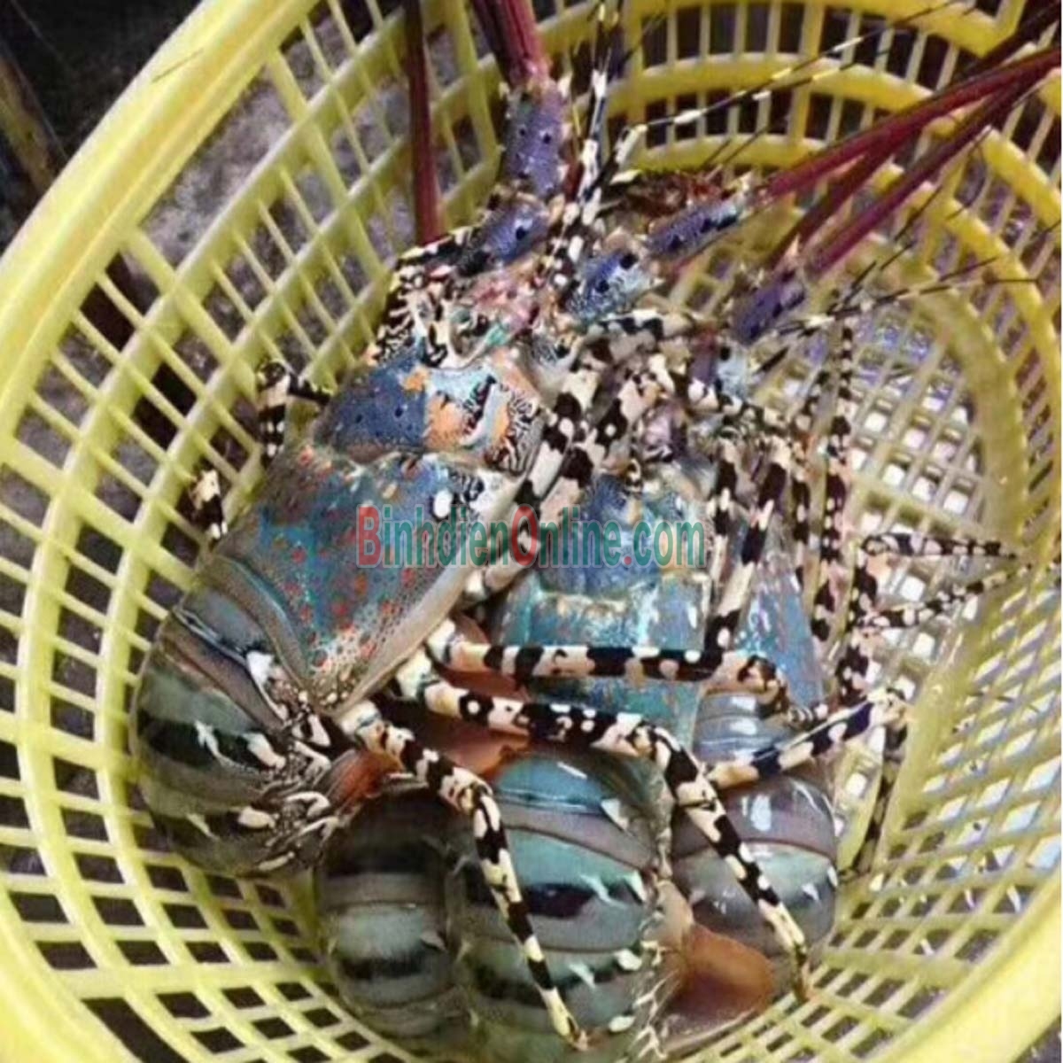 Tôm hùm bông  tươi sống, thịt chắc và thơm ngon 300-500 gr/con Xuất xứ Khánh Hòa
