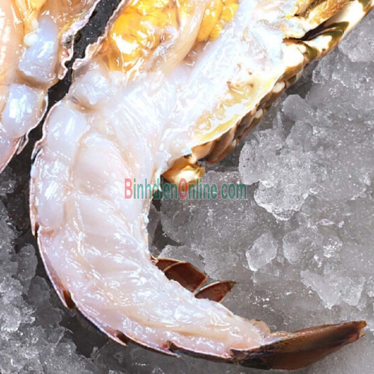 Tôm hùm bông  sống loại 1 900 gr-1,2 kg/con Xuất xứ Ninh Thuận