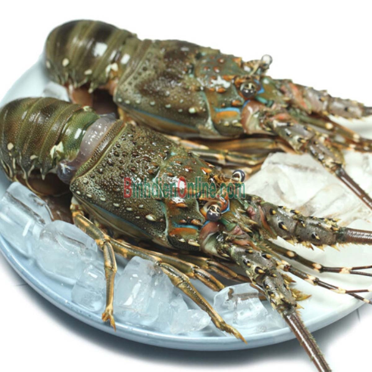 Tôm hùm xanh tươi sống 500-700 gr/con Xuất xứ Phú Yên