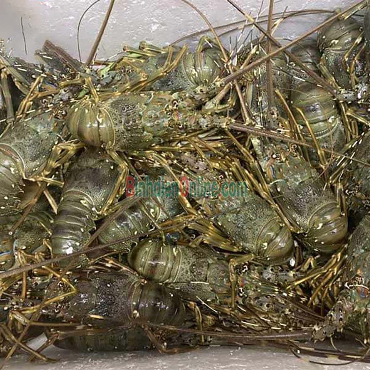 Tôm hùm xanh đông lạnh 3-4 con/kg Xuất xứ Bình Thuận