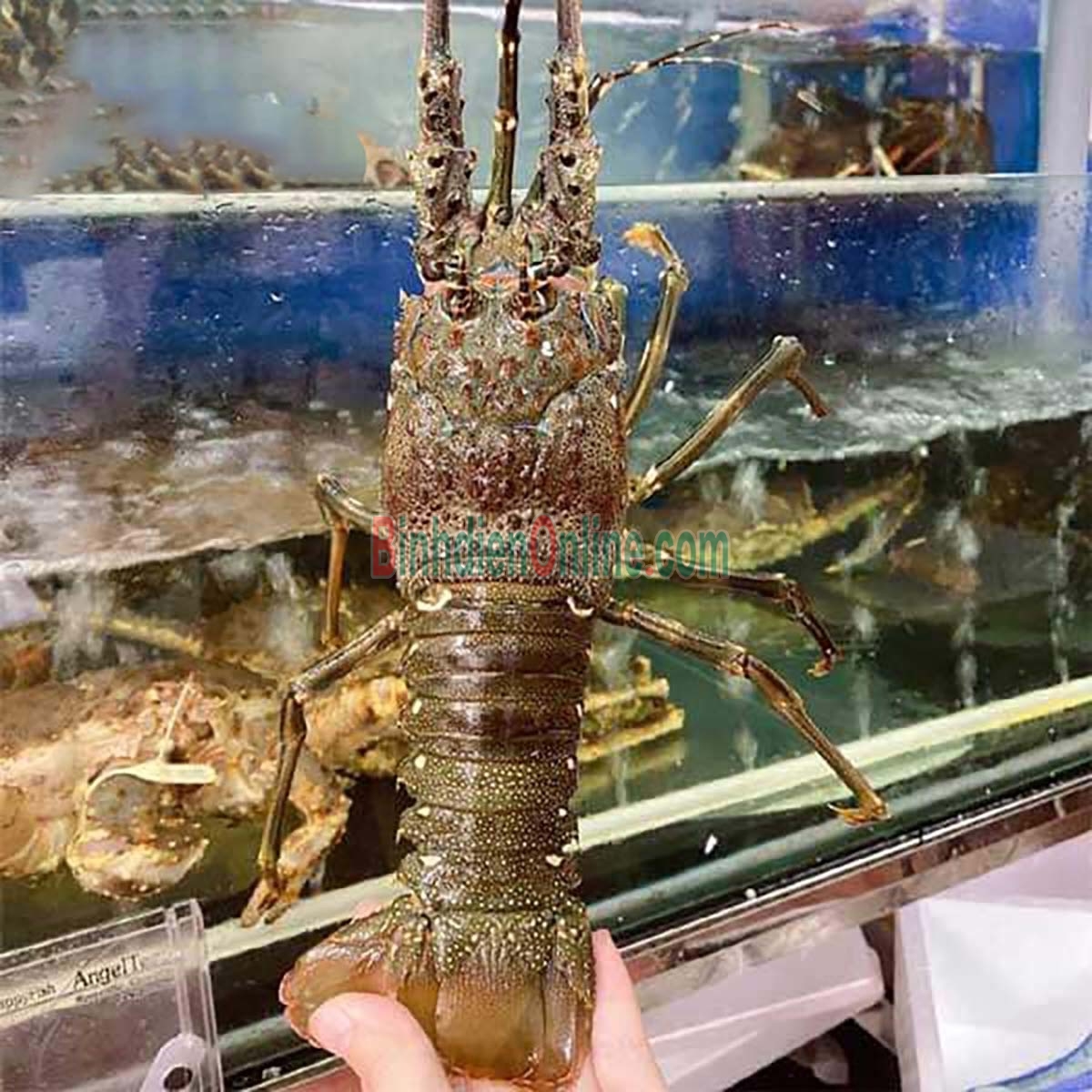 Tôm hùm xanh sống chất lượng 3-4 con/kg Xuất xứ Bình Thuận