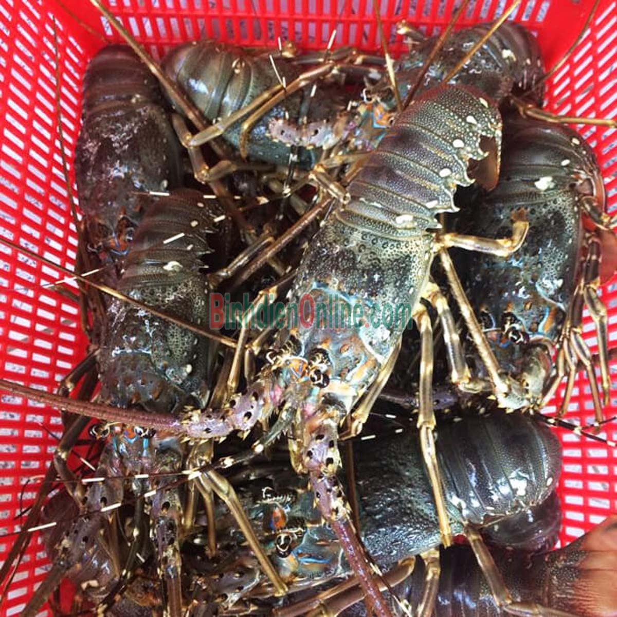 Tôm hùm xanh tươi sống loại 1 3-4 con/kg Xuất xứ Khánh Hòa