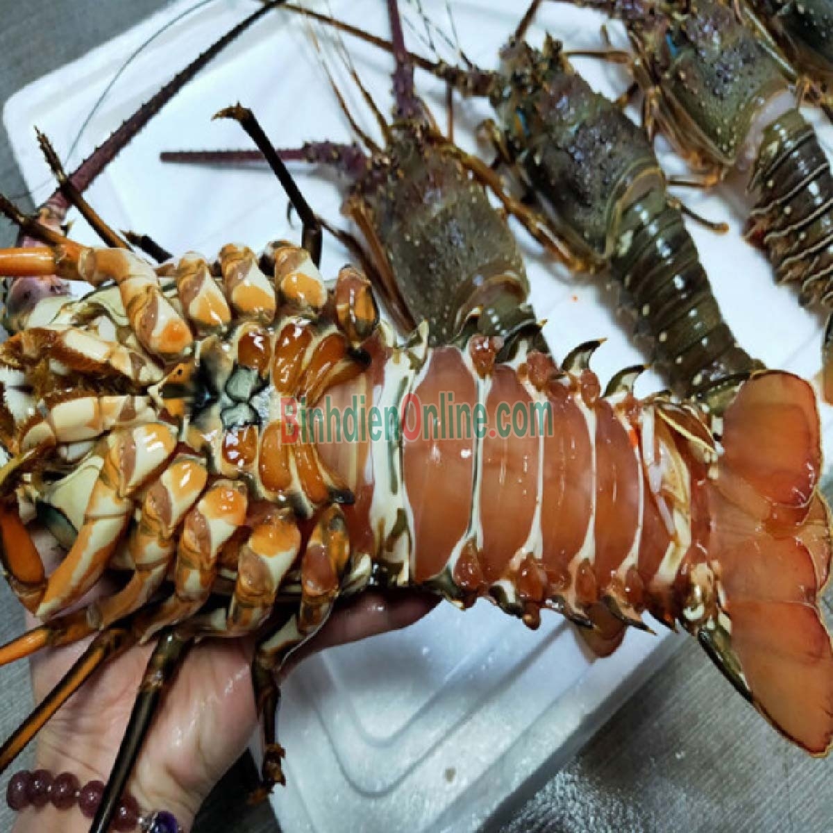 Tôm hùm xanh tươi sống 3-4 con/kg Xuất xứ Bình Thuận