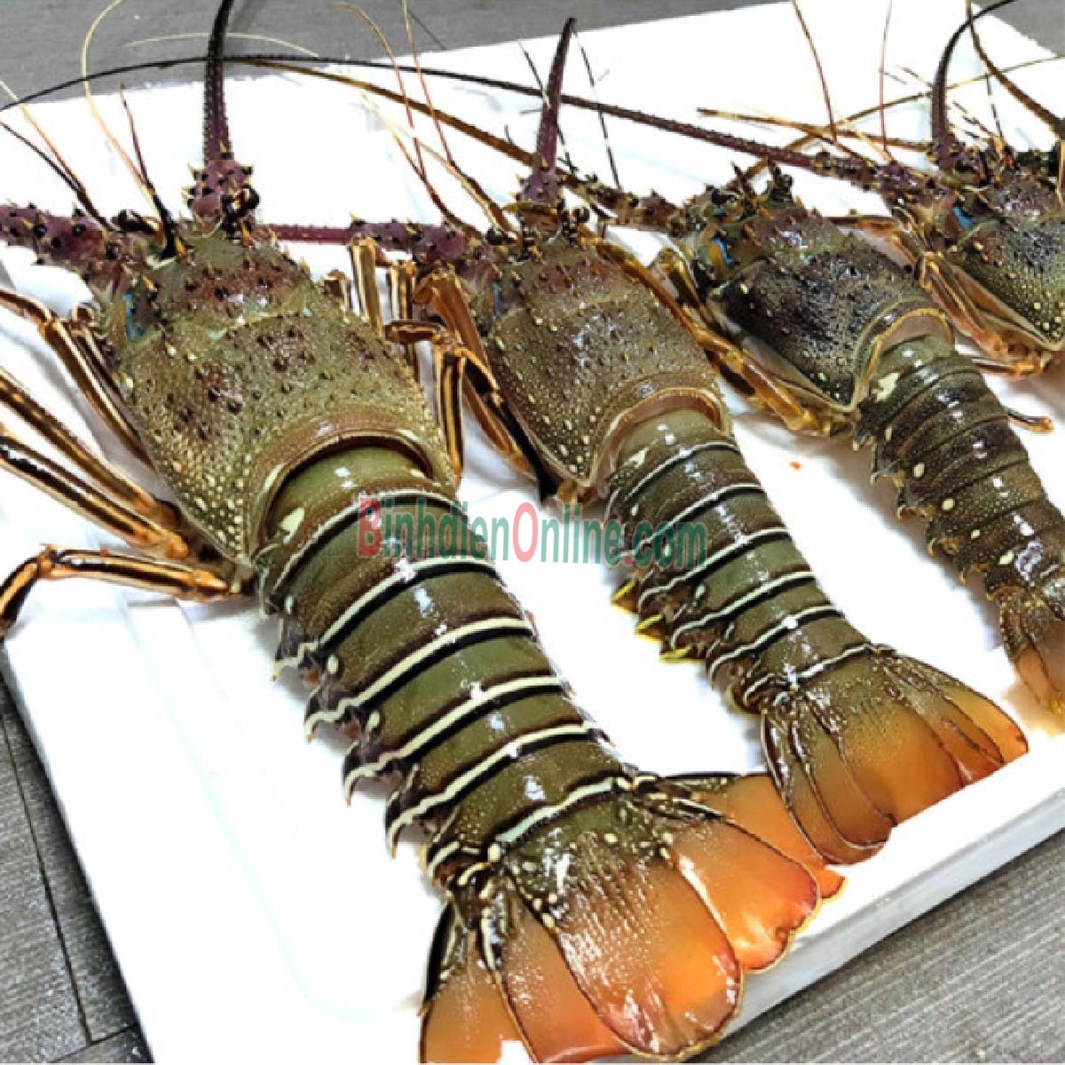 Tôm hùm tre sống loại 1 3-4 con/kg Xuất xứ Bình Thuận